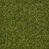 Pitch Olive Green