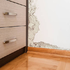 Mold and Algae Resistant Paints