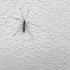 Anti-Mosquito Paints