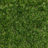 Landscape Grass
