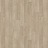 Holm Oak Chestnut